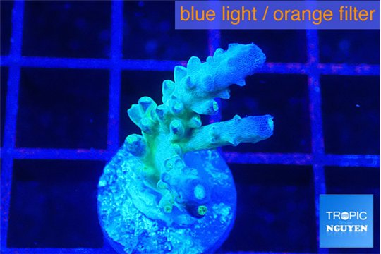 Acropora green purple 2 cm WYSIWYG acclimaté