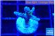 Acropora green purple 2 cm WYSIWYG acclimaté