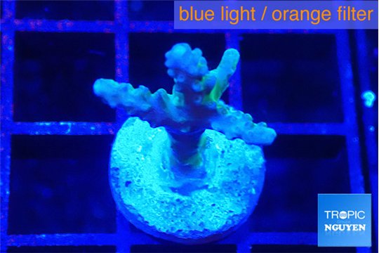 Acropora green purple 2 cm WYSIWYG acclimaté