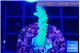 Acropora green purple 2-3 cm WYSIWYG acclimaté