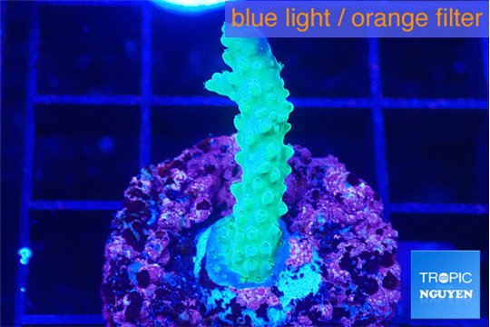 Acropora green purple 2-3 cm WYSIWYG acclimaté