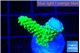 Acropora full neon green frag 2 cm WYSIWYG acclimaté