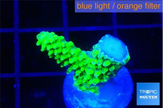 Acropora full neon green frag 2 cm WYSIWYG acclimaté