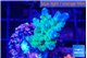 Acropora green blue Fijii 2-3 cm WYSIWYG acclimaté