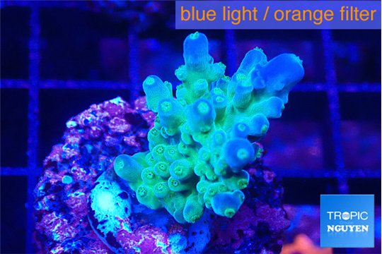 Acropora green blue Fijii 2-3 cm WYSIWYG acclimaté