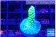 Acropora green gold 2 cm WYSIWYG acclimaté