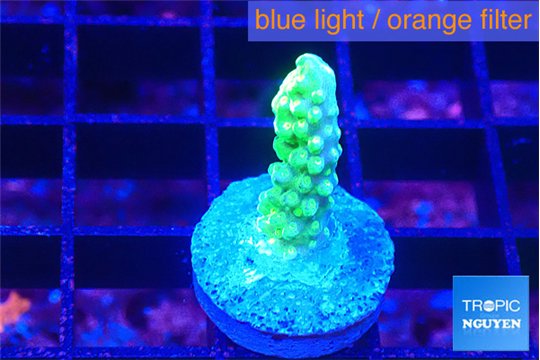 Acropora green gold 2 cm WYSIWYG acclimaté