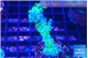 Acropora green purple 3-4 cm WYSIWYG acclimaté