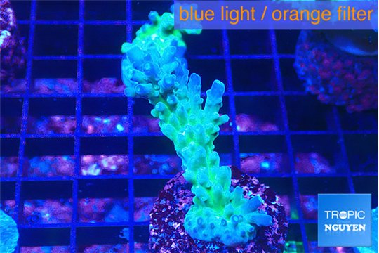 Acropora green purple 3-4 cm WYSIWYG acclimaté