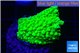 Acropora full neon green 2-3 cm WYSIWYG acclimaté