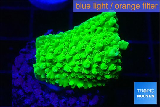 Acropora full neon green 2-3 cm WYSIWYG acclimaté