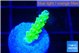 Acropora green gold 1 cm WYSIWYG acclimaté