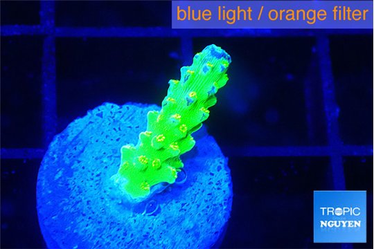 Acropora green gold 1 cm WYSIWYG acclimaté