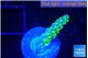 Acropora green gold 1-2 cm WYSIWYG acclimaté