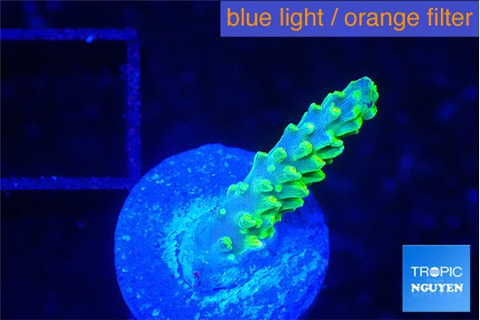 Acropora green gold 1-2 cm WYSIWYG acclimaté