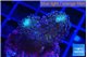 Stylophora milka 2-3 cm WYSIWYG acclimaté