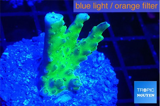 Acropora green purple 2-3 cm WYSIWYG acclimaté