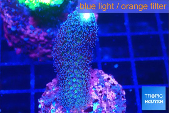 Stylophora milka 3-4 cm WYSIWYG acclimaté