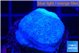 Sarcophython full neon green polyps Australia 2-3 cm WYSIWYG acclimaté