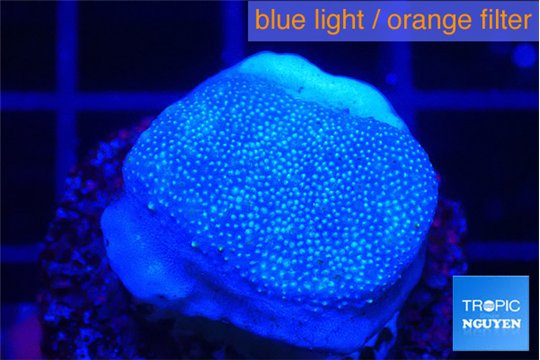 Sarcophython full neon green polyps Australia 2-3 cm WYSIWYG acclimaté
