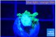Acropora green gold frag 1-2 cm WYSIWYG acclimaté