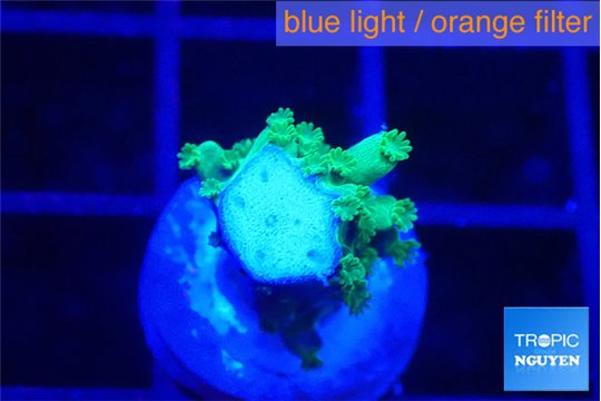Acropora green gold frag 1-2 cm WYSIWYG acclimaté