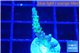 Acropora green purple 2 cm WYSIWYG acclimaté