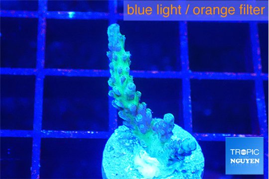 Acropora green purple 2 cm WYSIWYG acclimaté