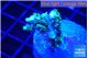 Acropora joker 2-3 cm WYSIWYG acclimaté