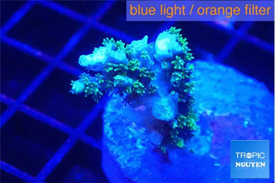 Acropora joker 2-3 cm WYSIWYG acclimaté