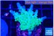Acropora green blue Fijii 2-4 cm WYSIWYG acclimaté