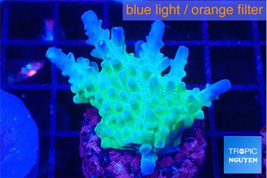 Acropora green blue Fijii 2-4 cm WYSIWYG acclimaté