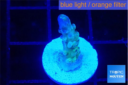 Acropora purple green 1-2 cm WYSIWYG acclimaté