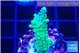 Acropora green purple 3 cm WYSIWYG acclimaté