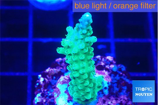 Acropora green purple 3 cm WYSIWYG acclimaté