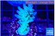 Acropora green blue Fijii 3-4 cm WYSIWYG acclimaté