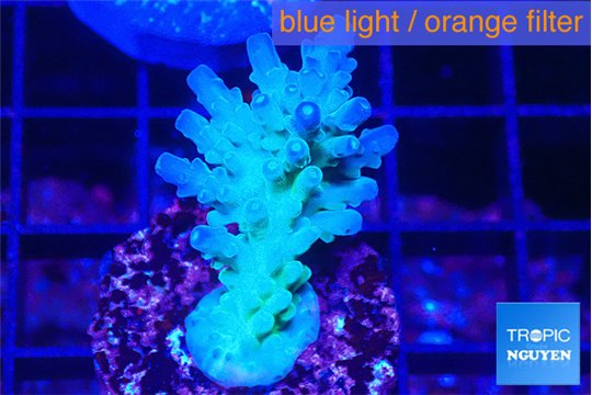 Acropora green blue Fijii 3-4 cm WYSIWYG acclimaté