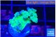 Acropora purple green 1-2 cm WYSIWYG acclimaté