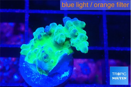 Acropora purple green 1-2 cm WYSIWYG acclimaté