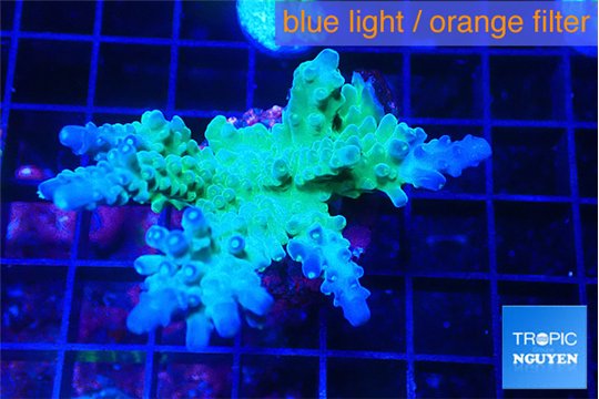 Acropora green blue Fijii 4-6 cm WYSIWYG acclimaté