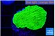 Montipora green cap 2-3 cm WYSIWYG acclimaté
