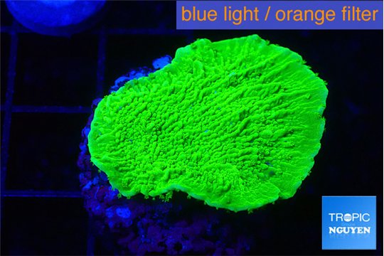 Montipora green cap 2-3 cm WYSIWYG acclimaté