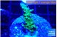 Acropora green purple 3 cm WYSIWYG acclimaté