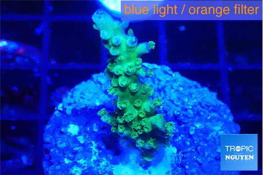 Acropora green purple 3 cm WYSIWYG acclimaté