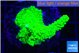 Acropora full neon green 3-4 cm WYSIWYG acclimaté