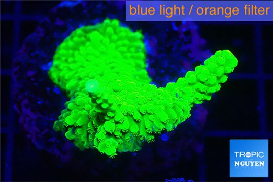 Acropora full neon green 3-4 cm WYSIWYG acclimaté