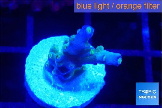 Acropora purple & green polyps 2 cm WYSIWYG acclimaté