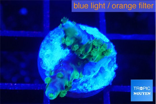 Acropora purple & green polyps 1-2 cm WYSIWYG acclimaté