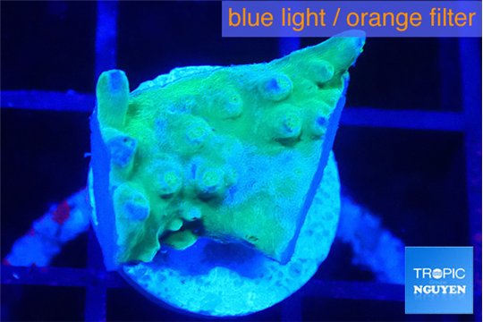 Acropora purple green 1-2 cm WYSIWYG acclimaté
