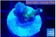 Acropora purple & green polyps 1-2 cm WYSIWYG acclimaté